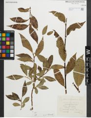 Foto von Salix pentandra L.